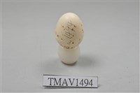 藏品(綬帶鳥卵)的圖片